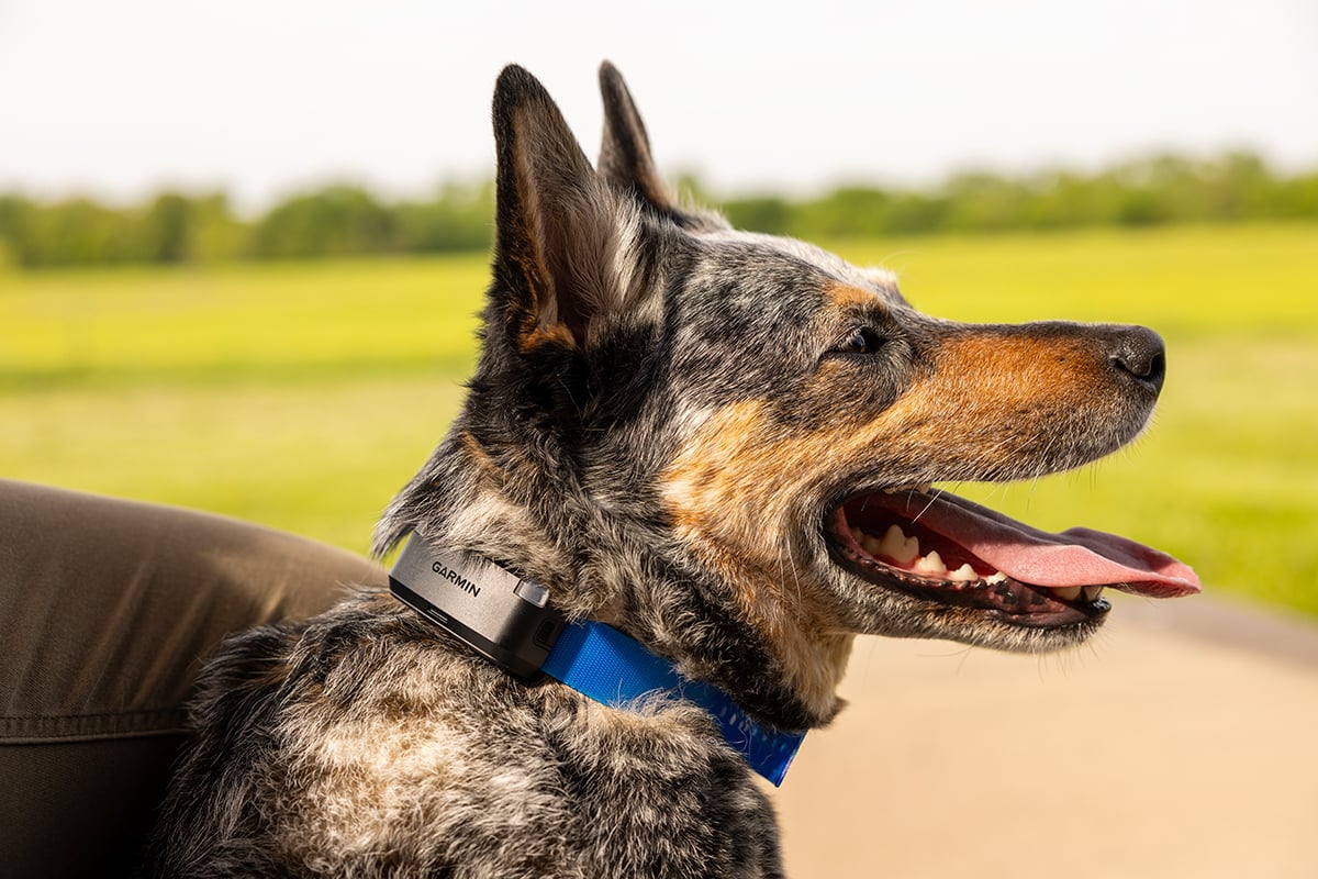 A dog wears the Alpha LTE GPS dog tracker on a blue collar.