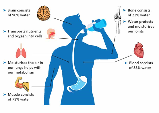 Function of Water in the body