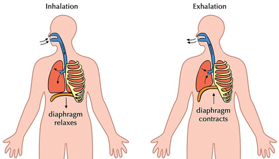 Inhalation vs. Exhalation