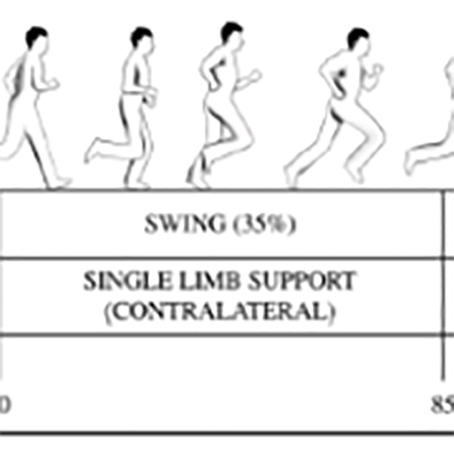 single-limb-support-contralateral