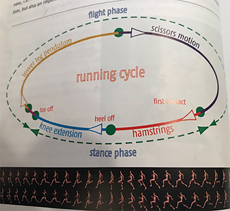 running-cycle