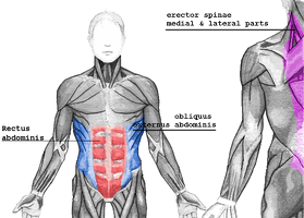 erector-spinae