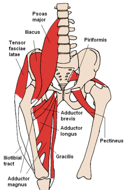 psoas-major-muscle