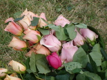 Roses_2
