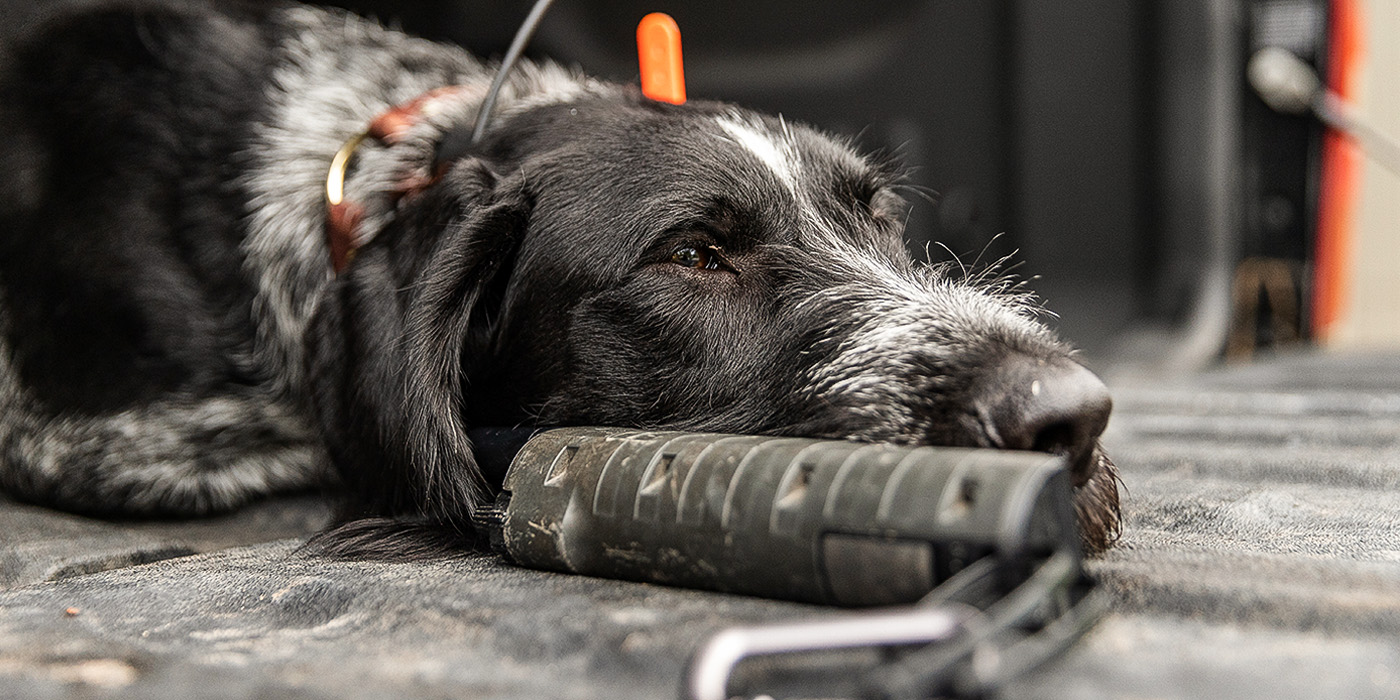 Introductory Hunting Dog Training Program for Retrievers