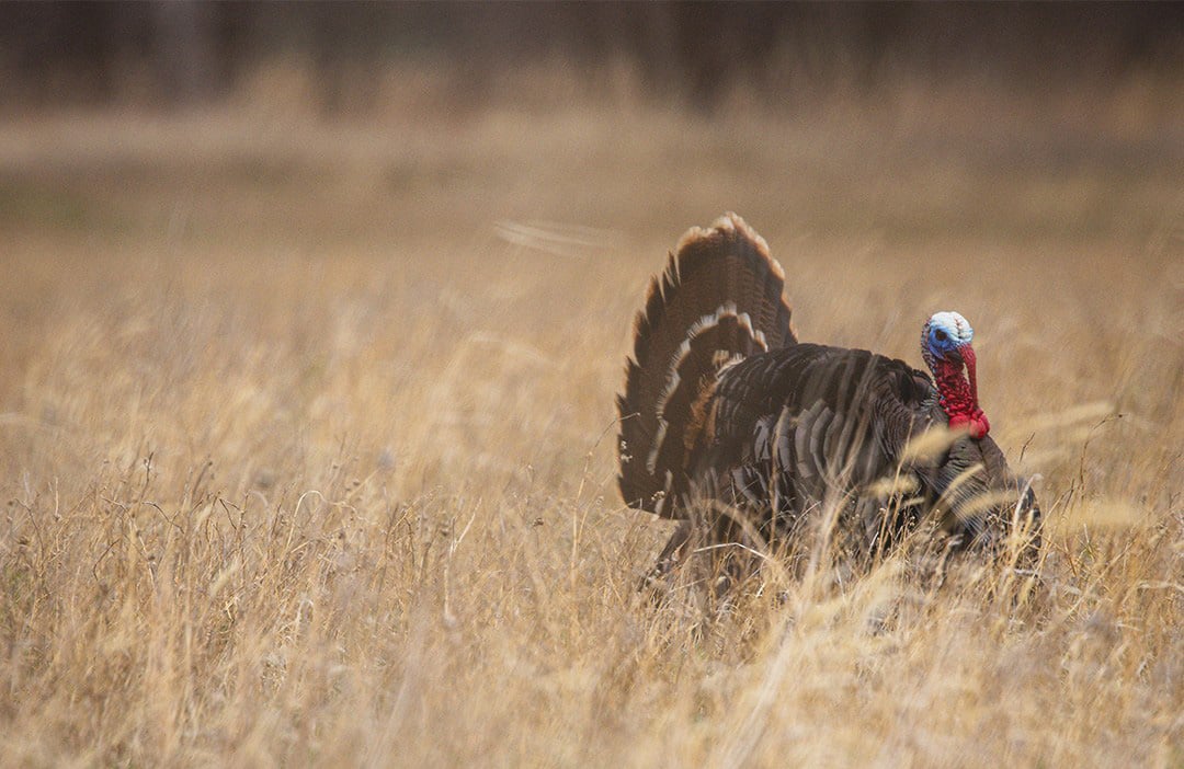 Late Season Turkey Hunting