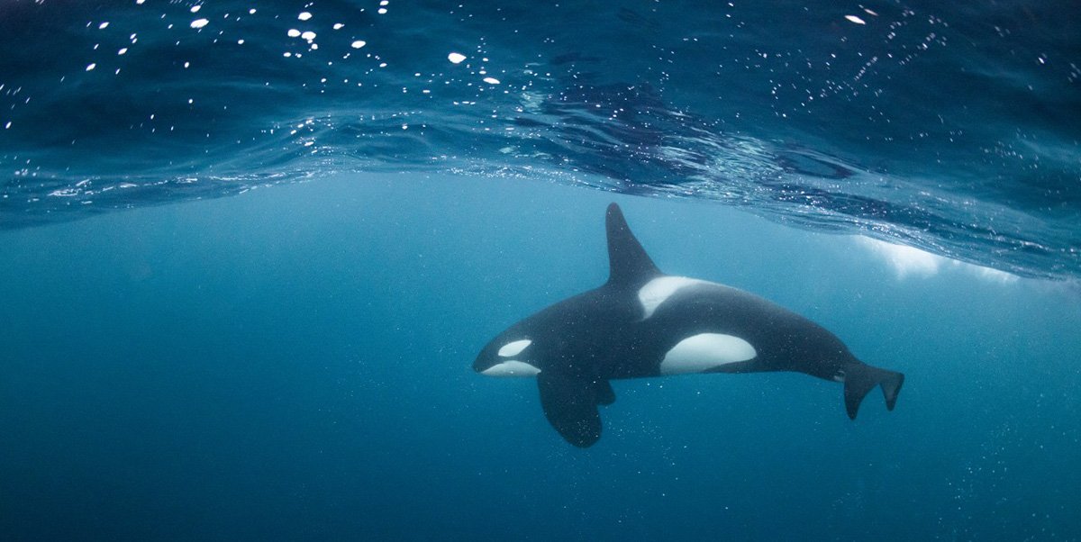 Fotógrafo de apnea utiliza productos de Garmin para ayudar a bucear de forma segura con orcas