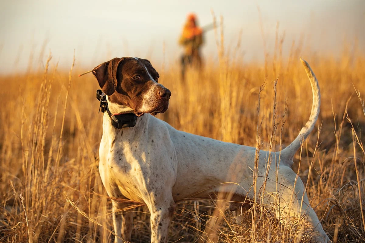 Un chien équipé d'un produit Garmin au cou
