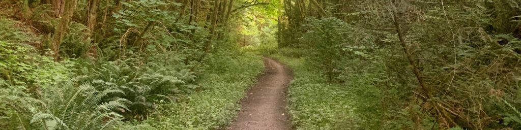 en stig i skogen