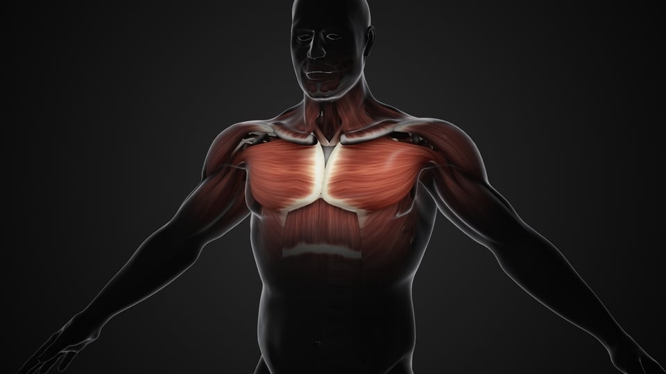 กล้ามเนื้อส่วนบน (Upper body)