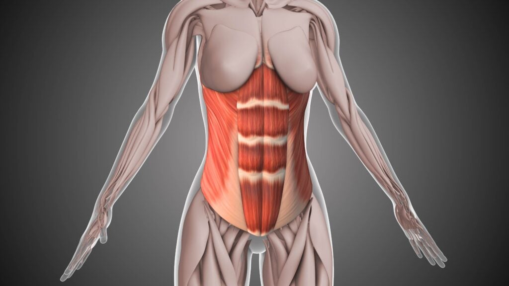 กล้ามเนื้อแกนกลางลำตัว (Core muscle)